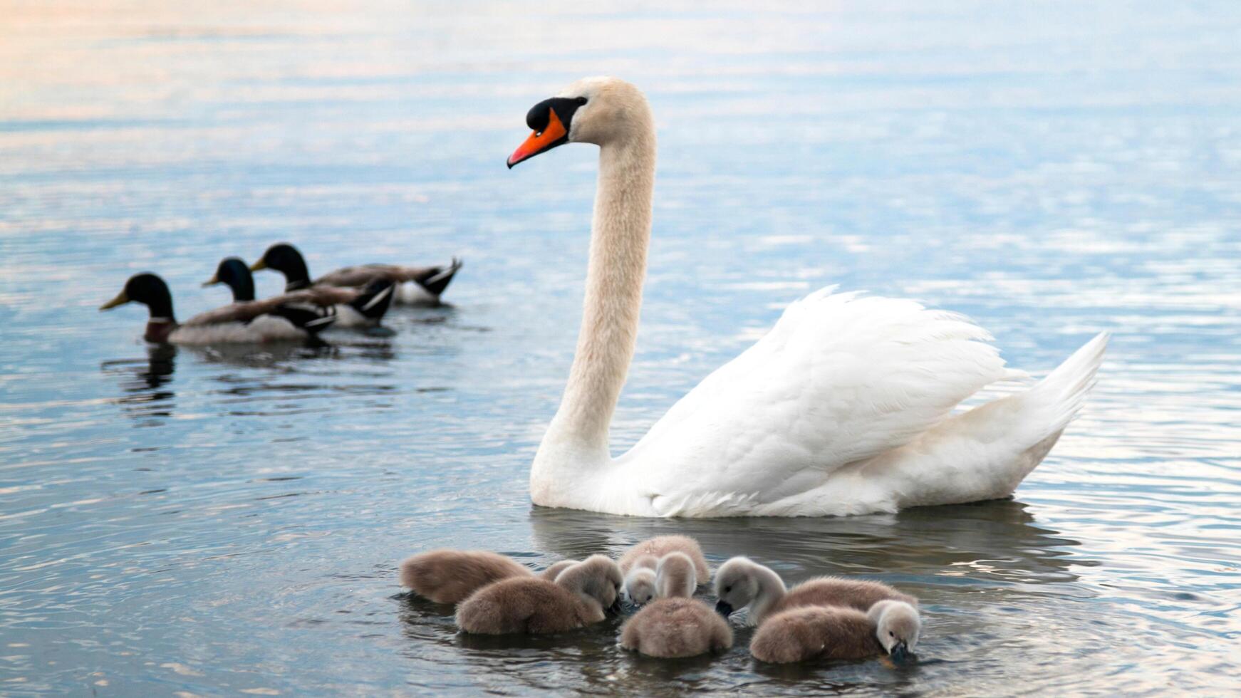 A white swan is swimming in the water at RSPB Rainham Marshes Nature Reserve in Rainham, Essex, on March 22, 2024. photo