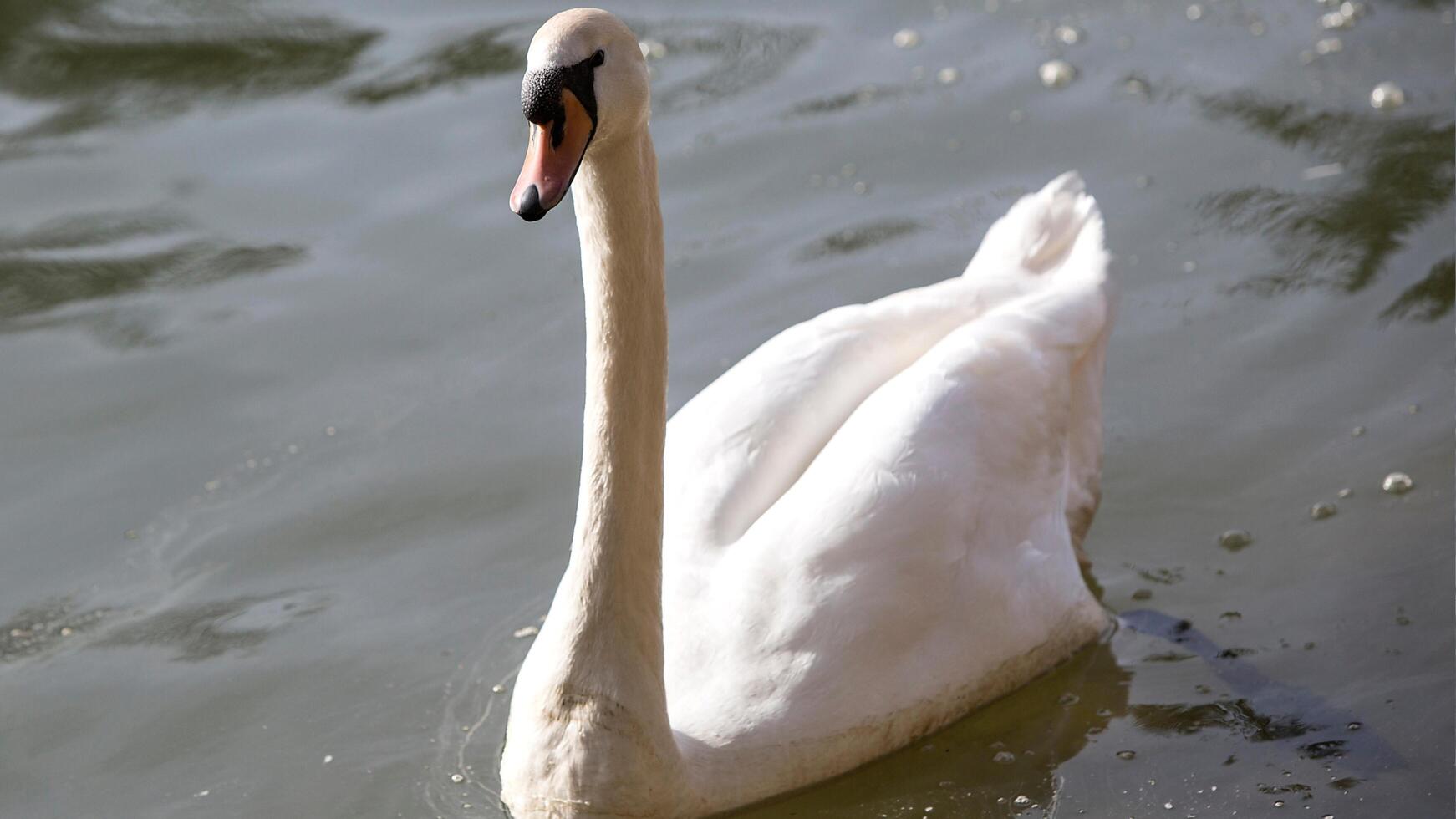 A white swan is swimming in the water at RSPB Rainham Marshes Nature Reserve in Rainham, Essex, on March 22, 2024. photo