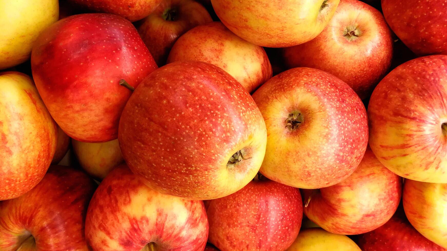 apple, apple orchard, apple tree, ripe apple, ripe red apple, photo