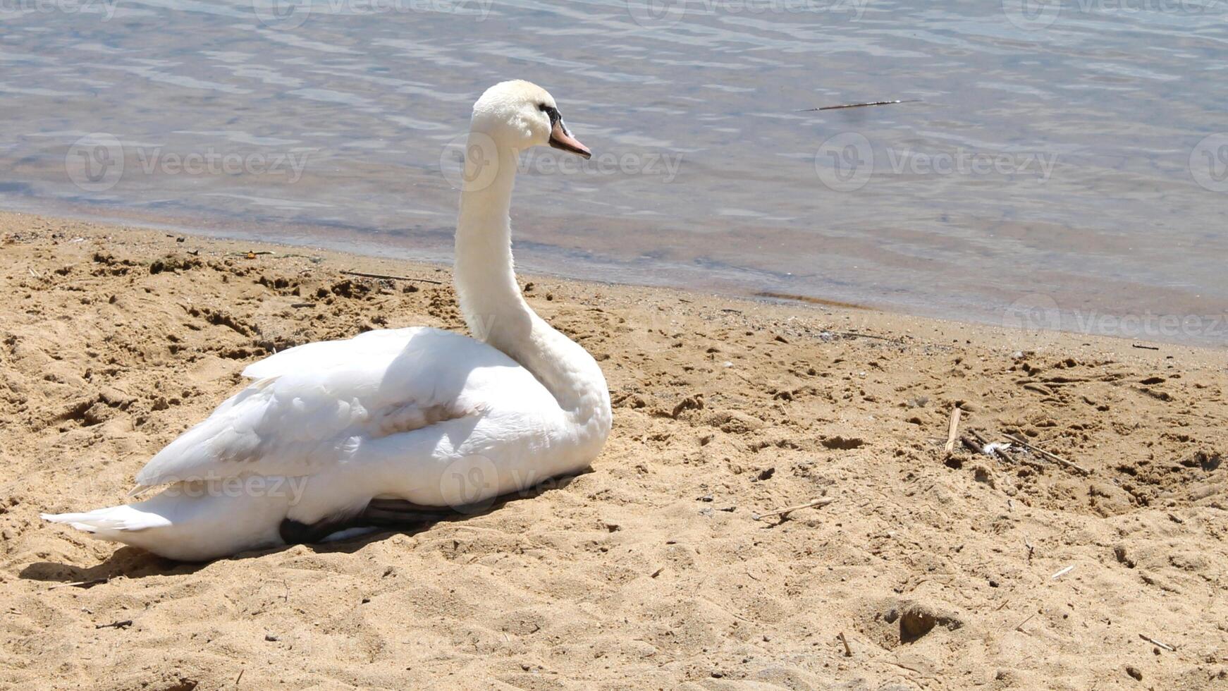 A white swan is swimming in the water at RSPB Rainham Marshes Nature Reserve in Rainham, Essex, on March 22, 2024. photo