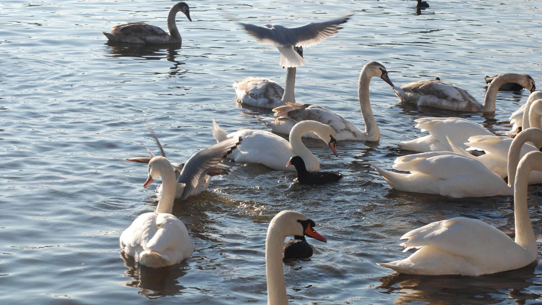 A white swan is swimming in the water at RSPB Rainham Marshes Nature Reserve in Rainham, Essex, on March 22, 2024. photo