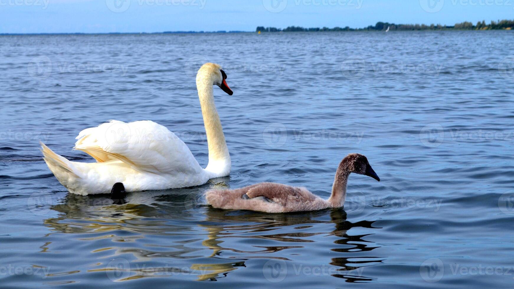 A white swan is swimming in the water at RSPB Rainham Marshes Nature Reserve in Rainham, Essex, on March 22, 2024. photo