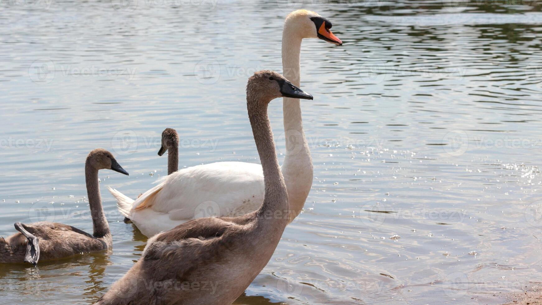 A white swan is swimming in the water at RSPB Rainham Marshes Nature Reserve in Rainham, Essex, on March 22, 2024. photo