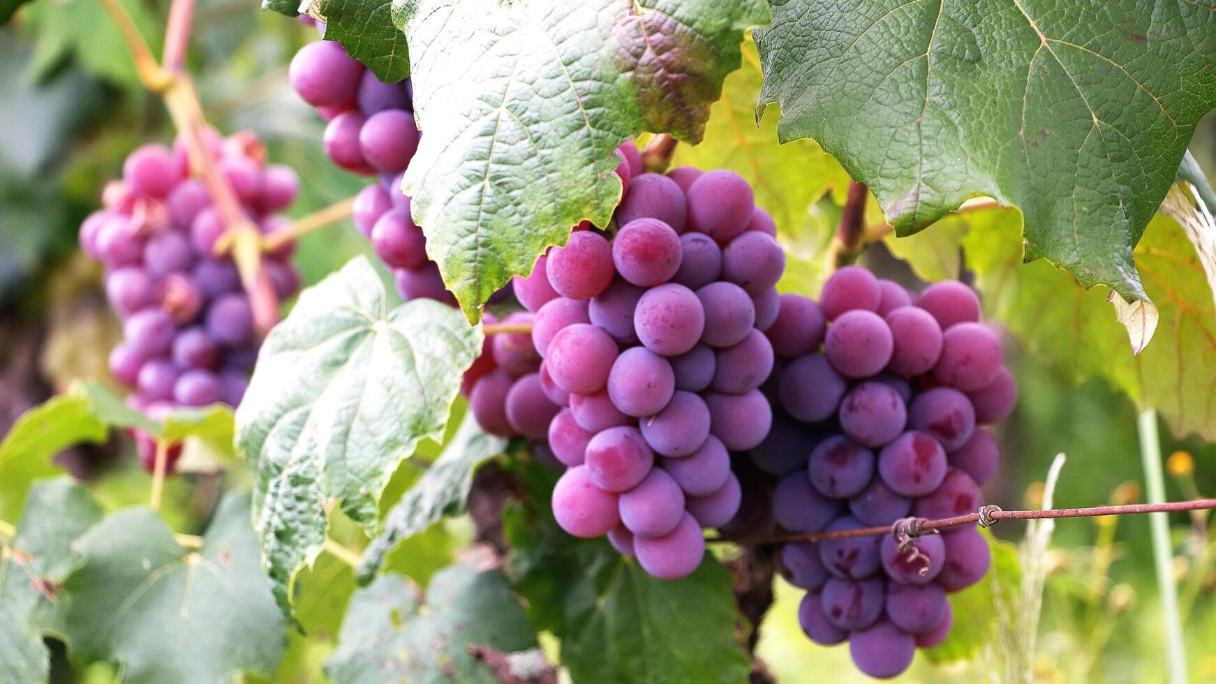 Grape field growing for wine. Vineyard hills. Summer scenery with wineyard rows photo