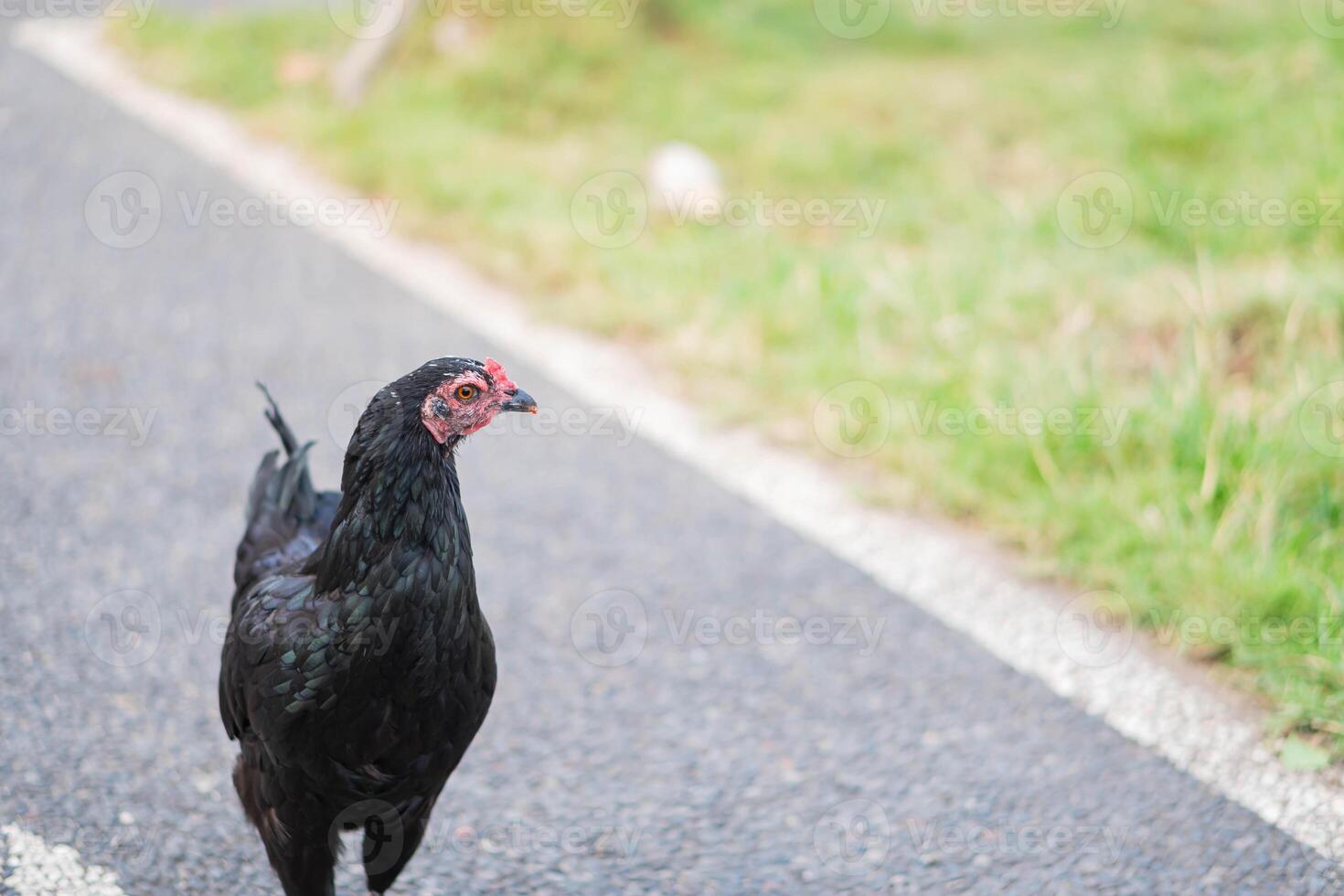 Black chicken on a paved road photo