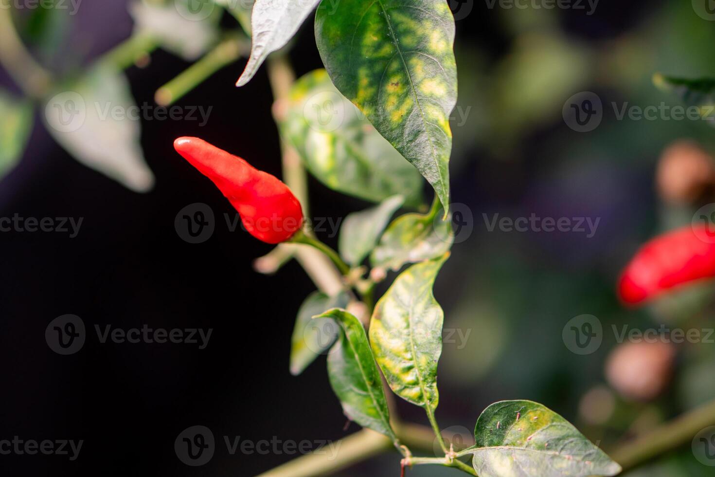 Red chili pepper on plant photo