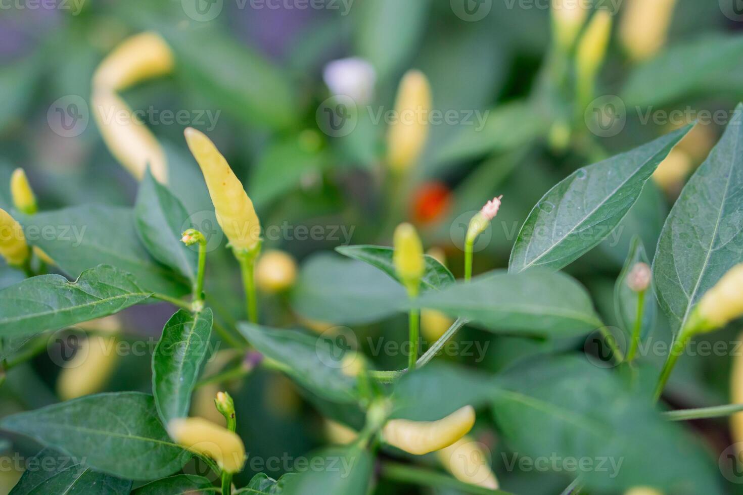Green chili peppers growing on plant photo