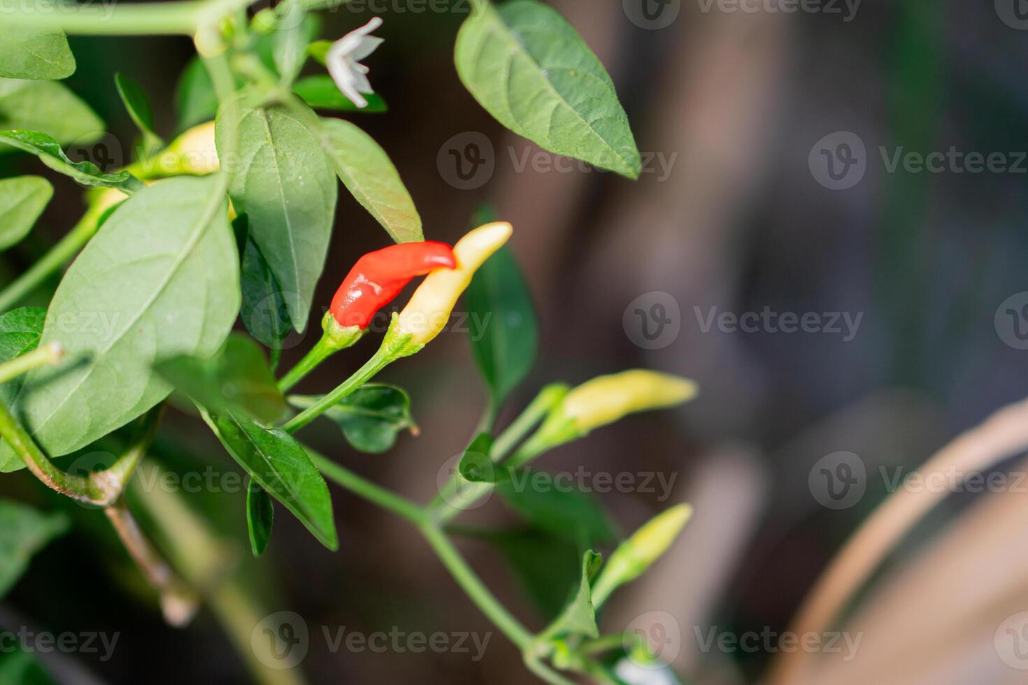 Chili pepper plant with red and yellow peppers photo