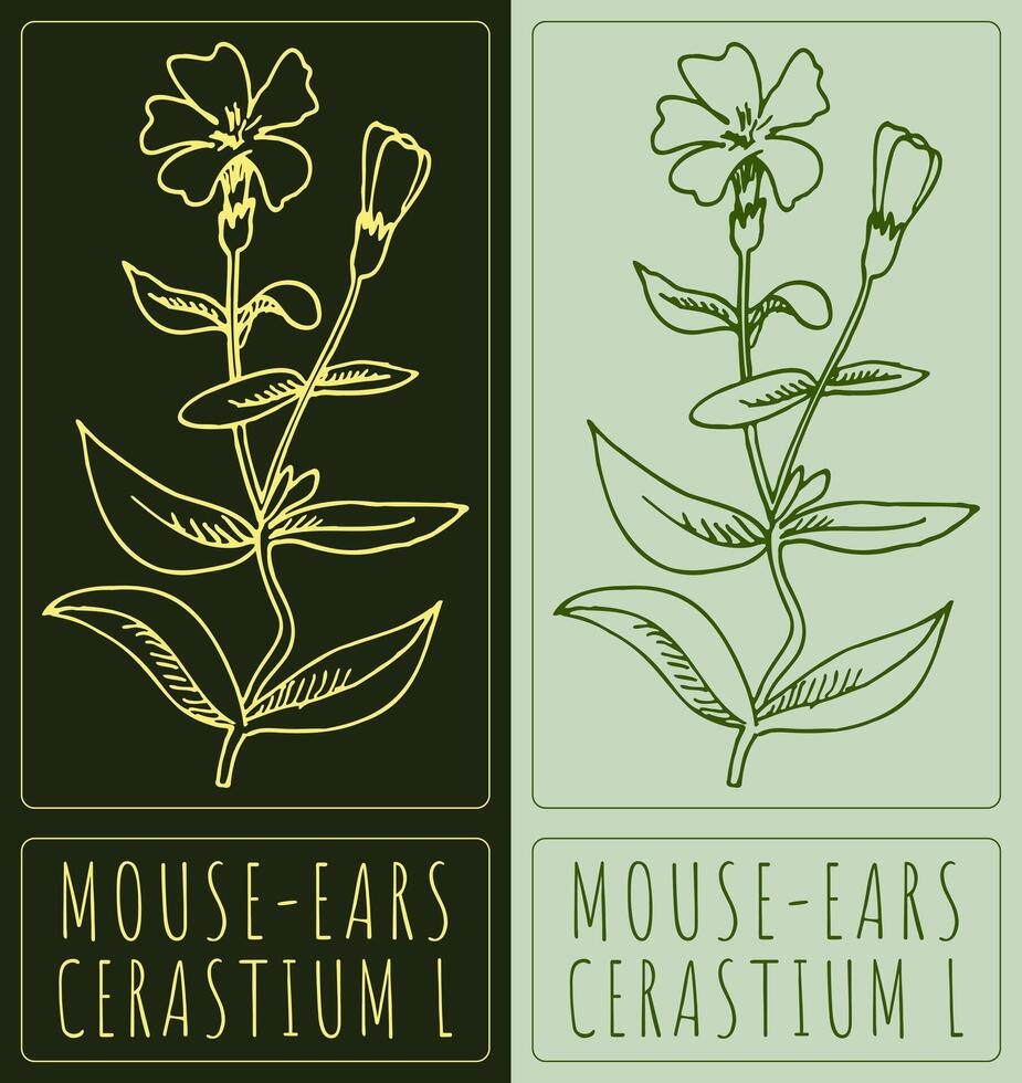 Drawing MOUSE-EARS. Hand drawn illustration. The Latin name is CERASTIUM L. vector