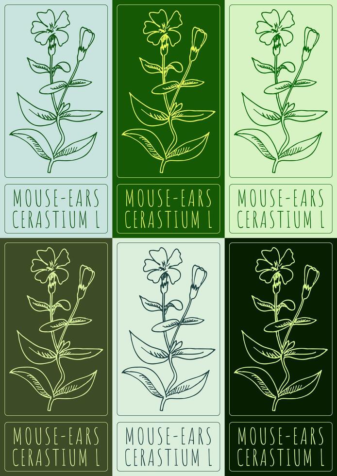 Set of drawing MOUSE-EARS in various colors. Hand drawn illustration. The Latin name is CERASTIUM L. vector