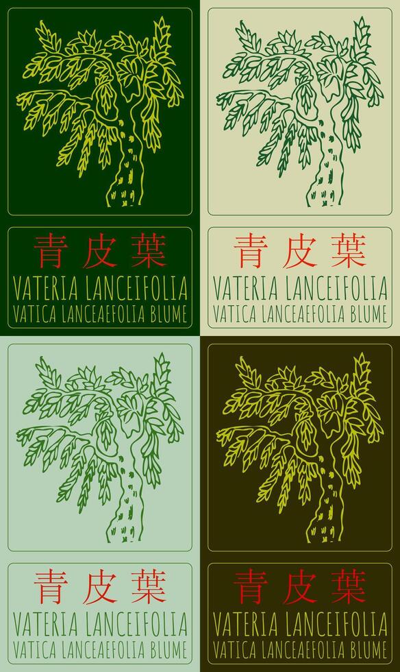 Set of drawing Vateria lanceifolia in Chinese in various colors. Hand drawn illustration. The Latin name is VATICA LANCEAEFOLIA BLUME. vector