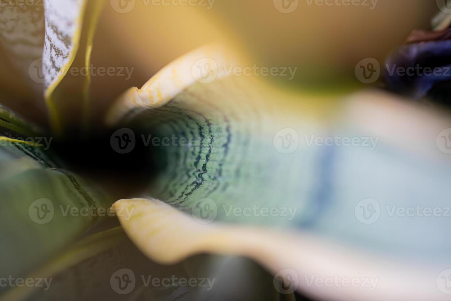 Abstract close-up of a green and yellow leaf photo