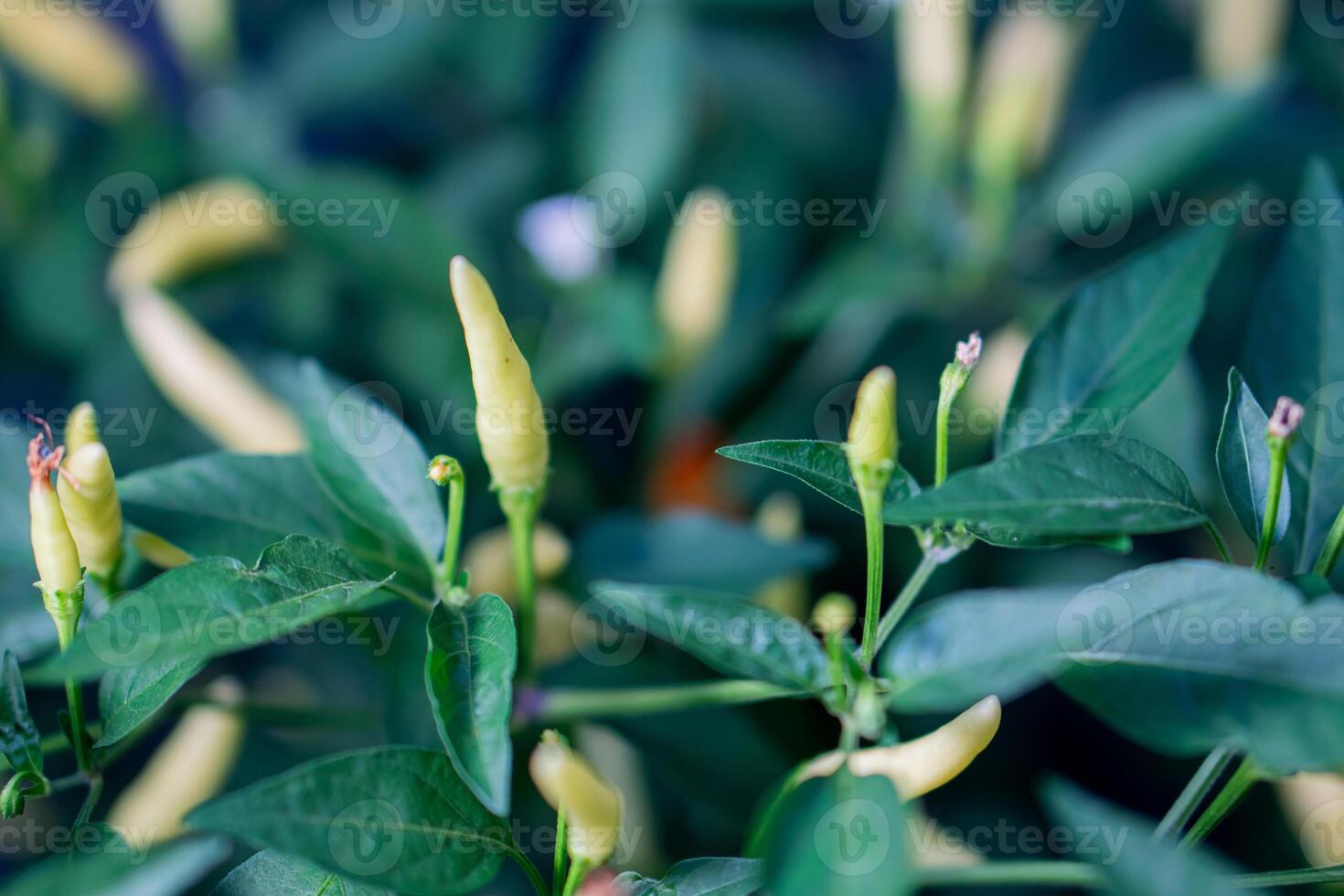 Green chili peppers growing on plants photo