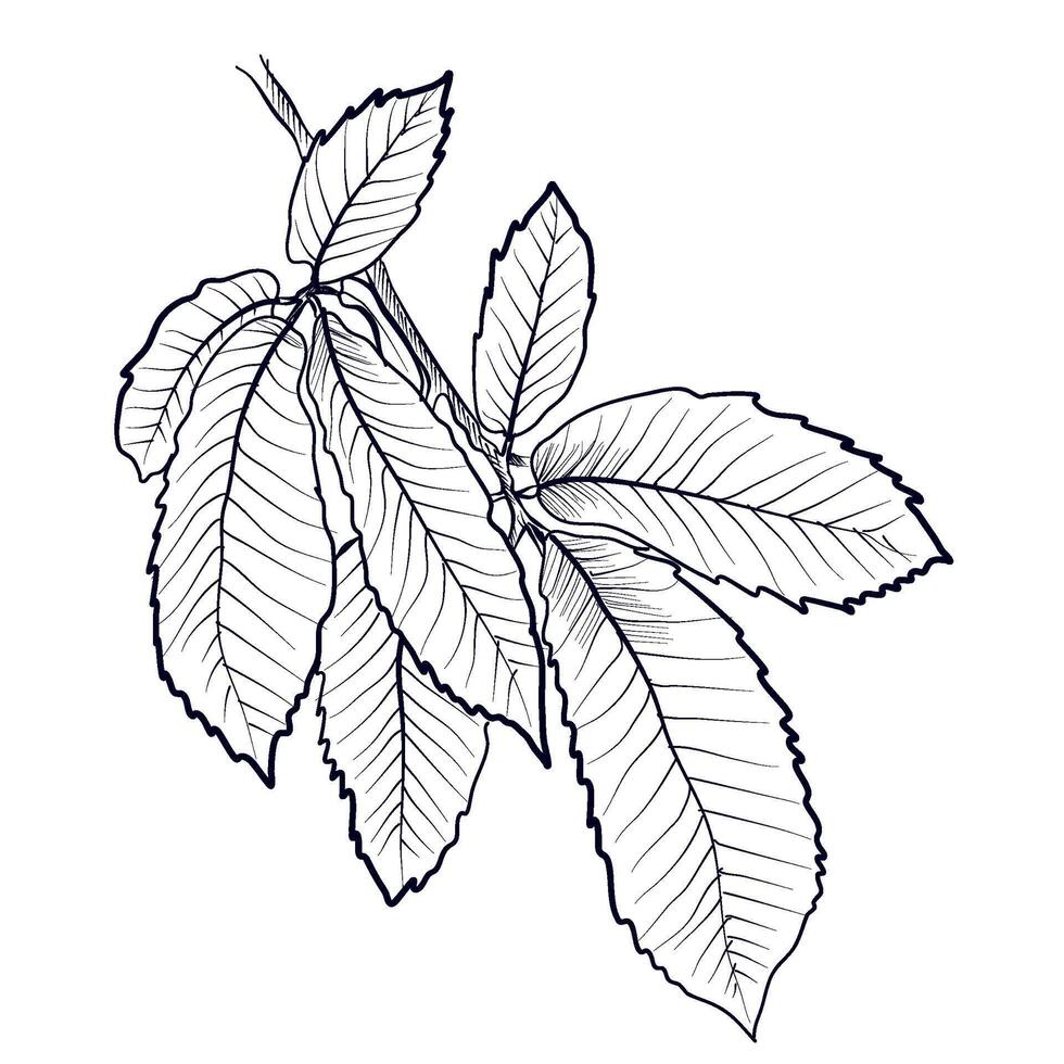 black and white hand drawn branches with leaves of a chestnut tree vector