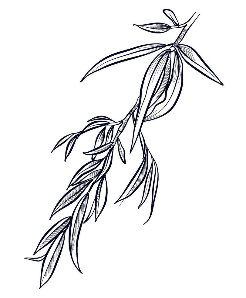 hand-drawn willow branches illustration vector