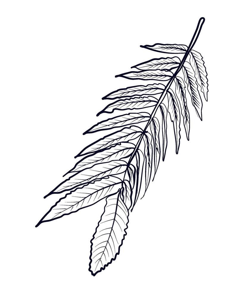 hand-drawn Manchurian walnut branches vector