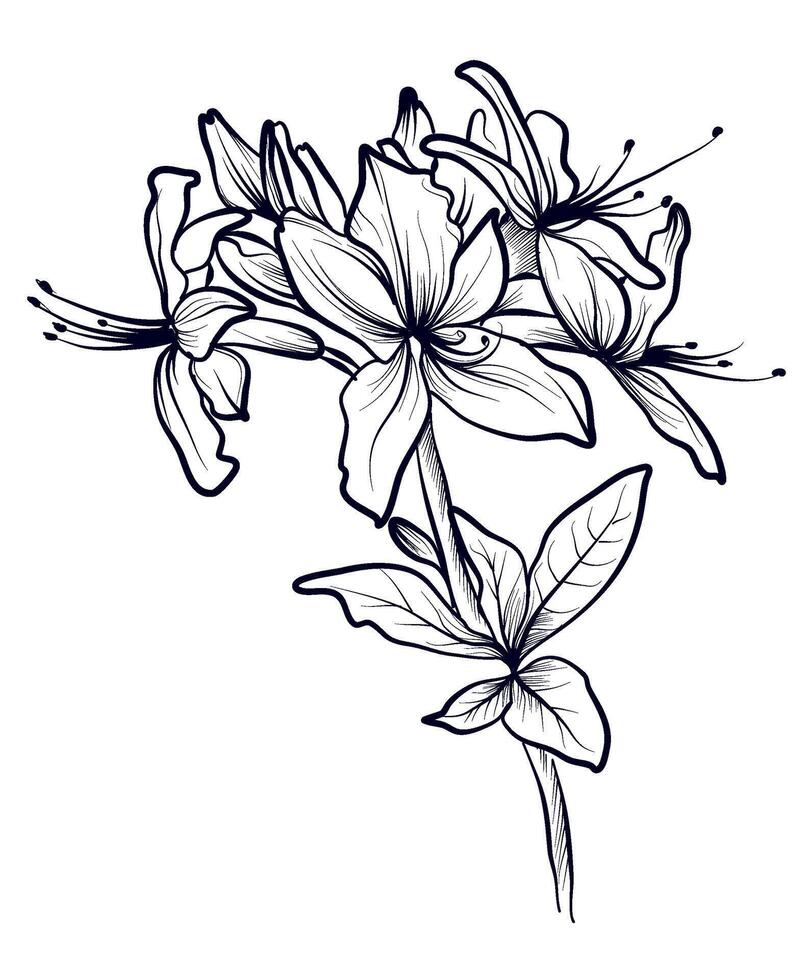 black and white hand-drawn drawing of rhododendron flowers vector