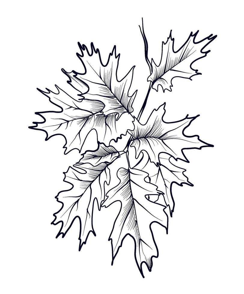 Black and white hand drawn tree branches Oak vector
