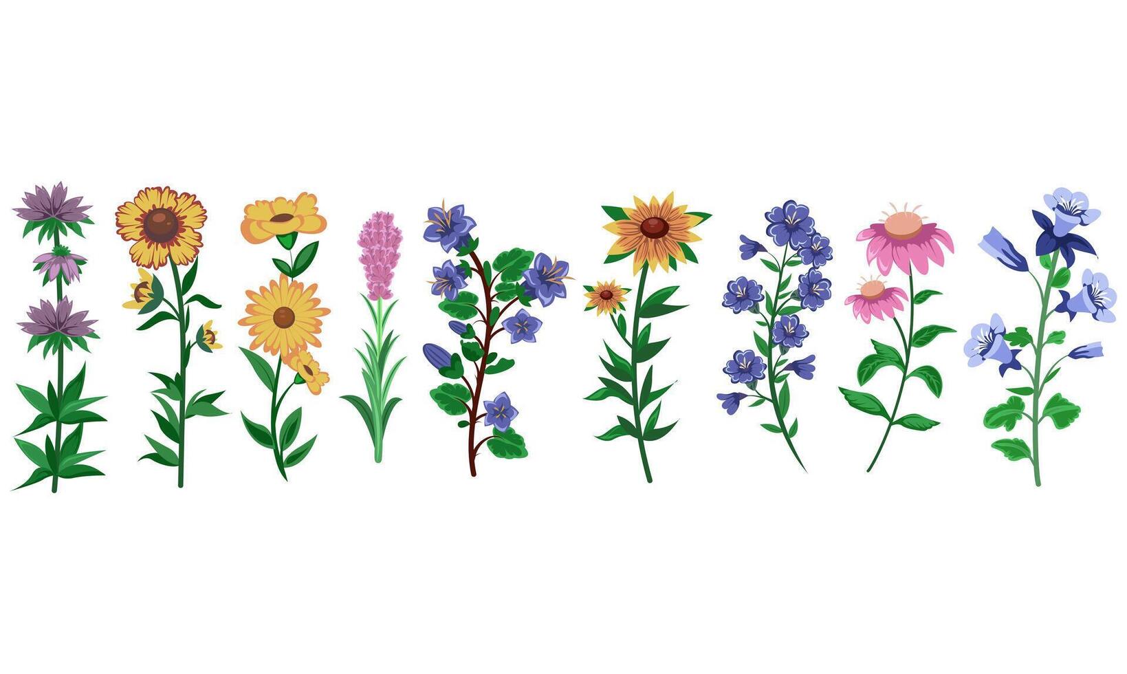 Set of Wildflowers Collection Illustration vector
