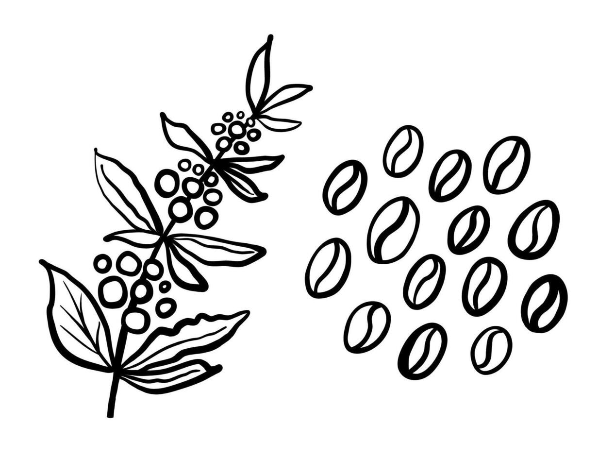 Coffee plant branch with berries and bunch of beans . Hand drawn black line illustration. Coffee plant and roasted beans. Brush and ink sketch. vector