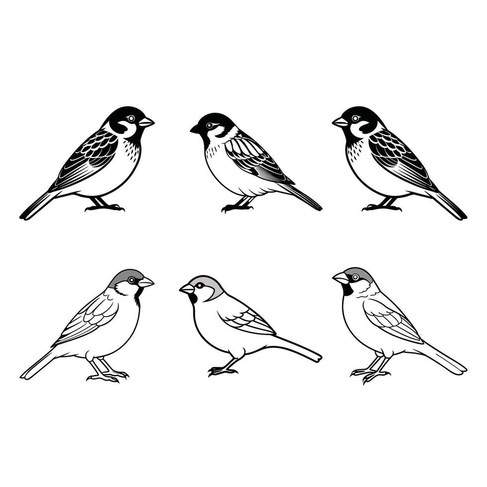 Sparrow isolated on white background. vector