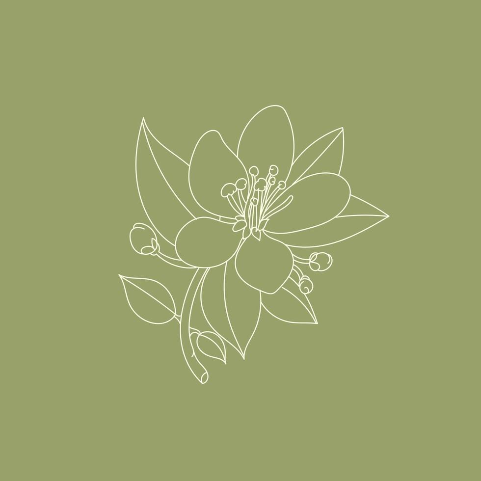 Neroli flower illustration with pistil and leaves. vector