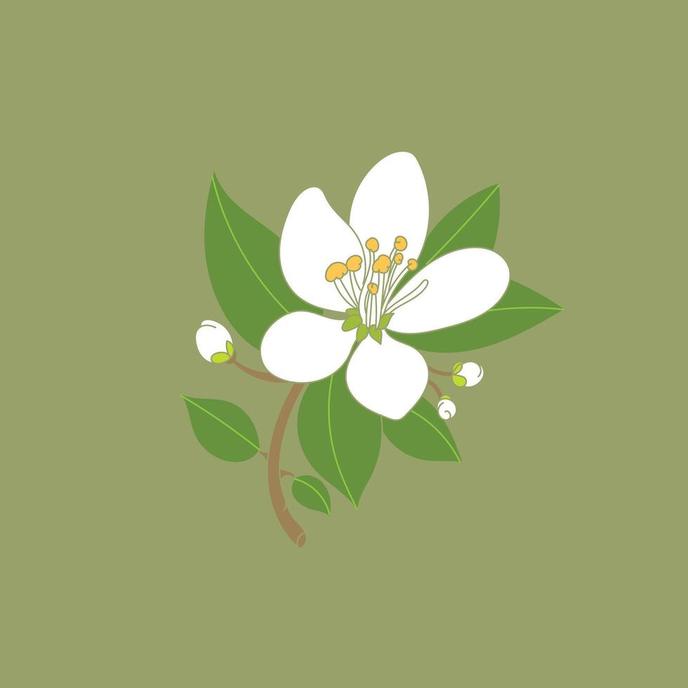 Neroli flower illustration with pistil and leaves. vector