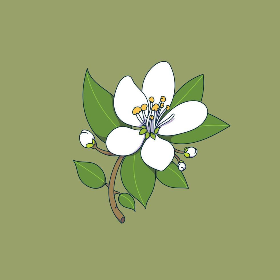 Neroli flower illustration with pistil and leaves. vector