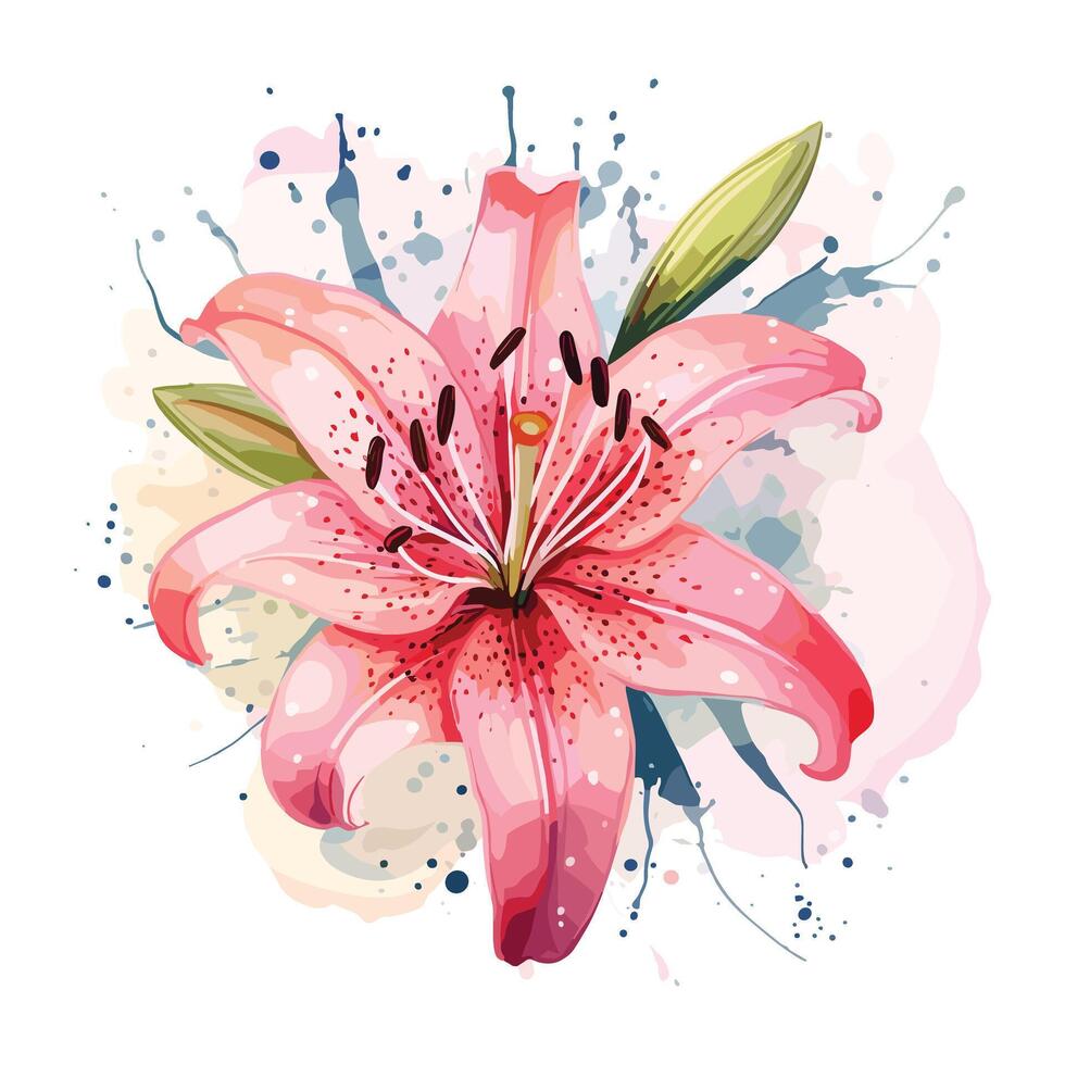 Lily floral watercolor vector
