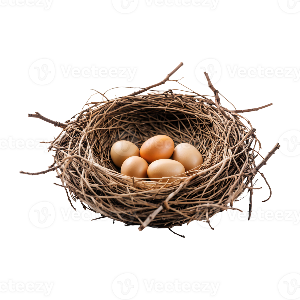 Bird's Nest with Eggs Isolated on Transparent Background png