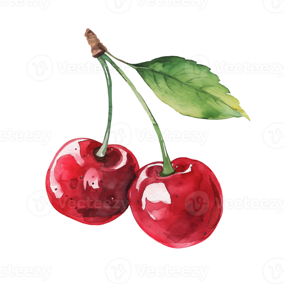 watercolor cherries on isolated background png