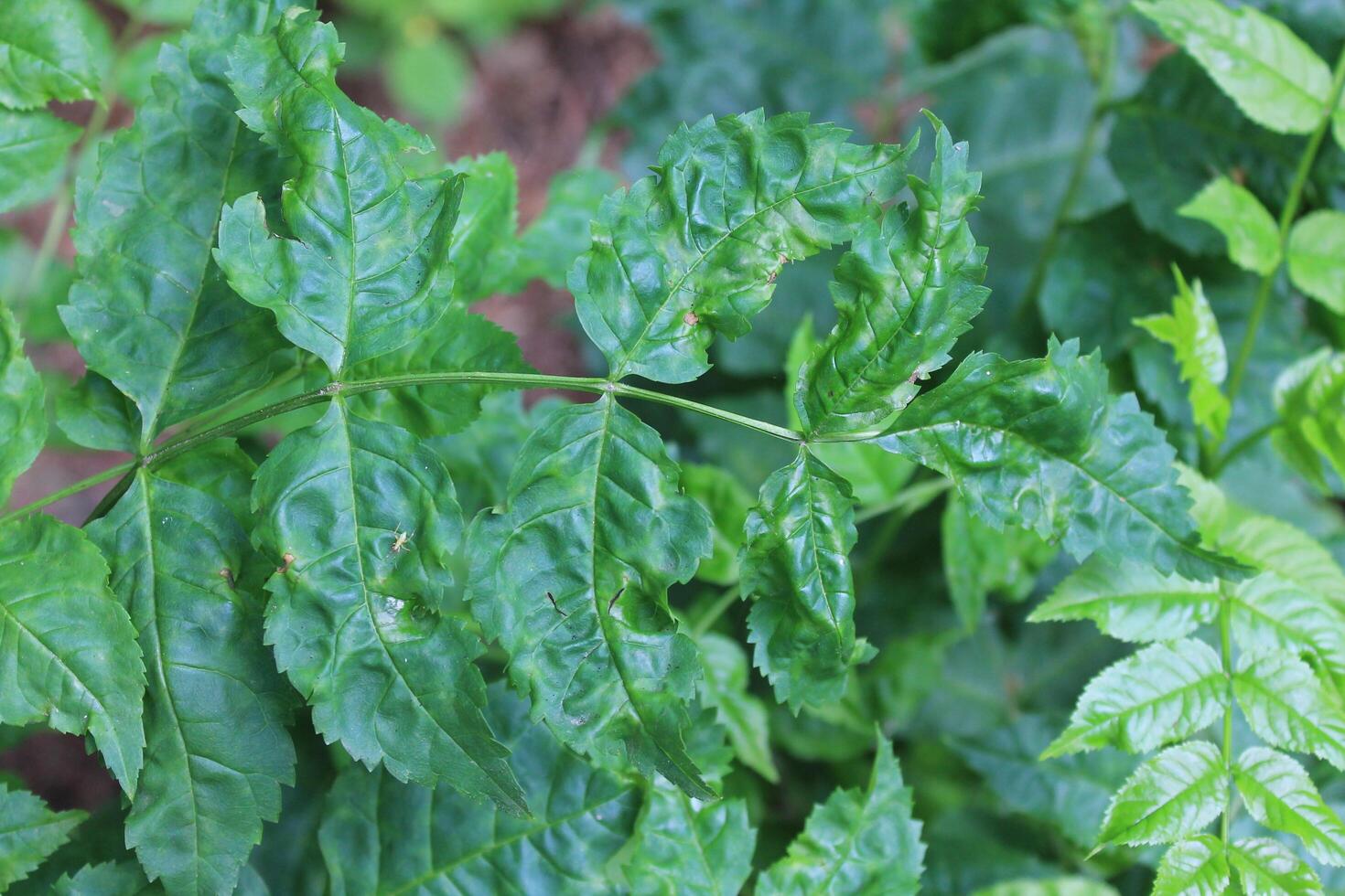 photo of spring plants