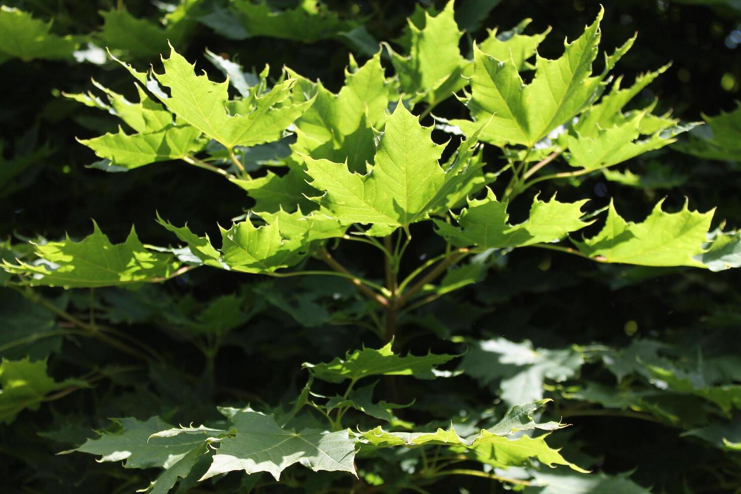 photo of spring plants