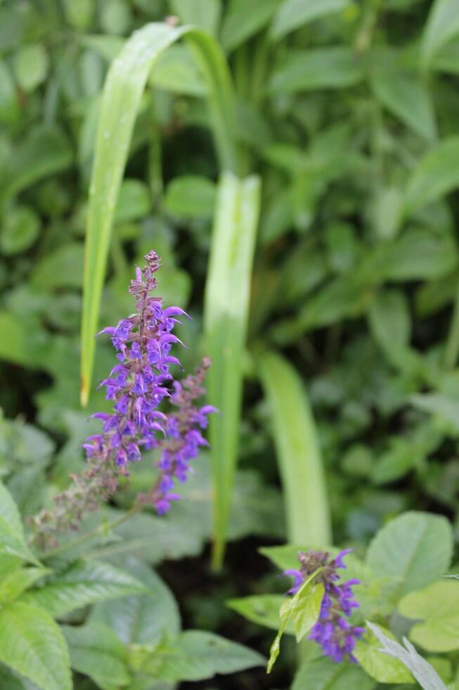 photo of spring plants