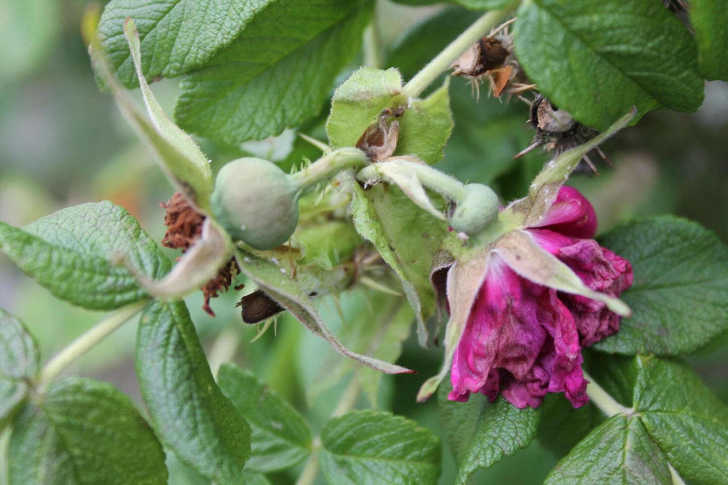 photo of a plant