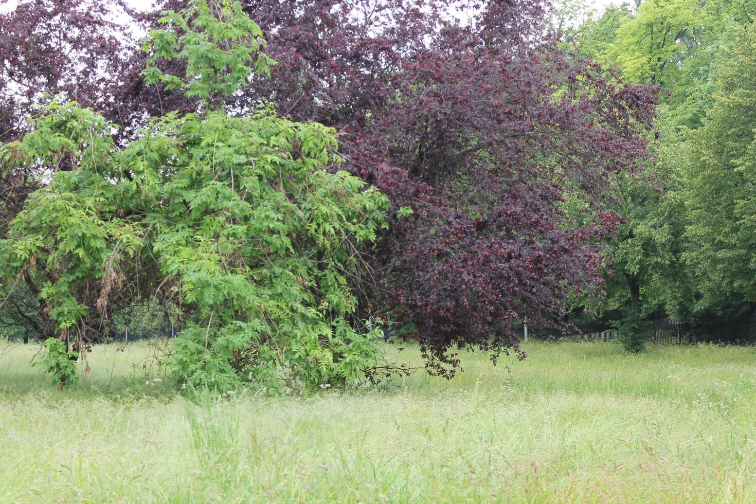 nature background theme photo