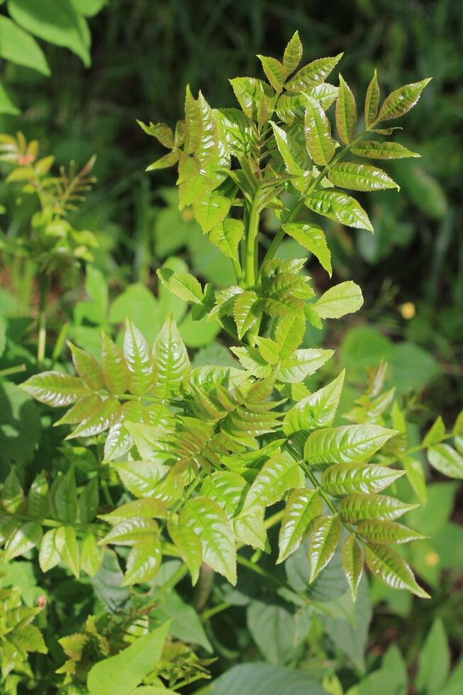 photo of spring plants