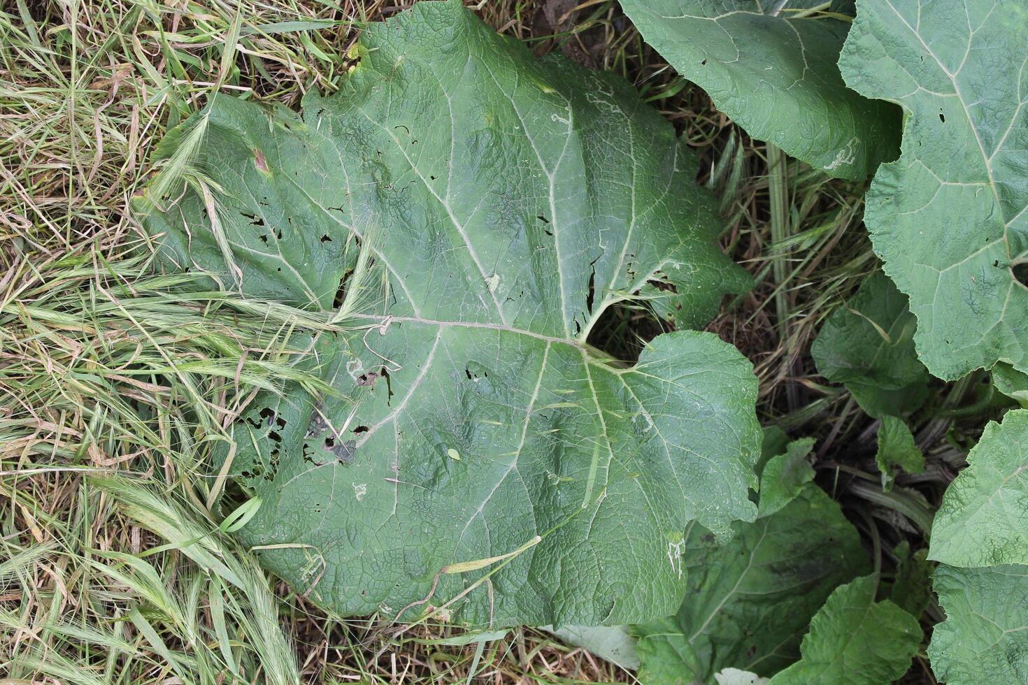 photo of spring plants