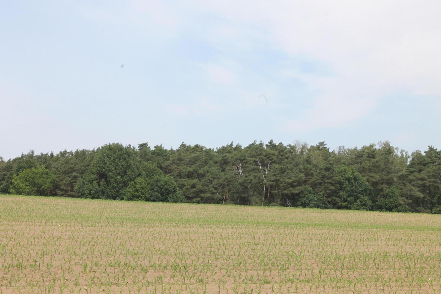 bio background theme photo