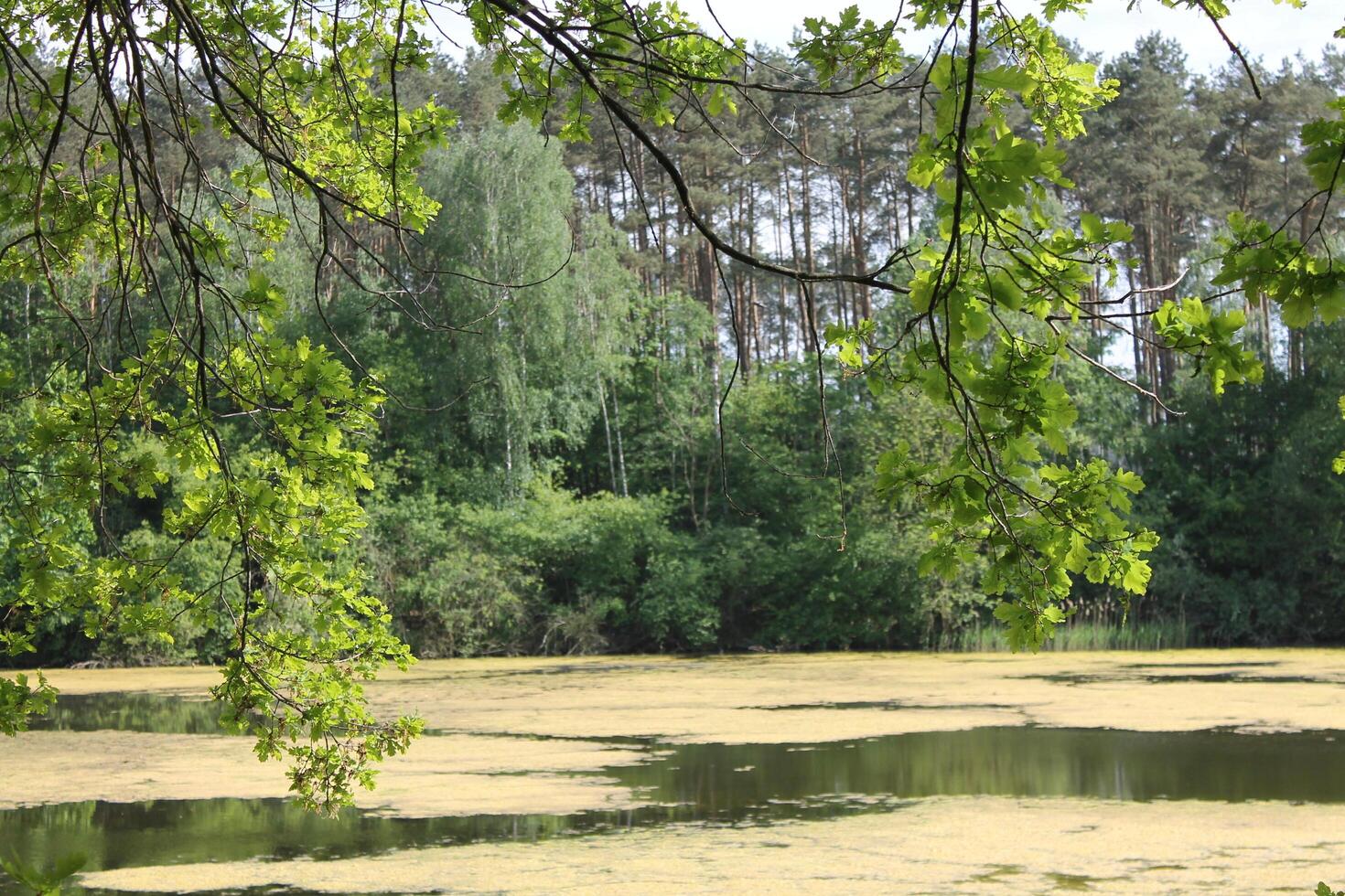 photo of a water theme
