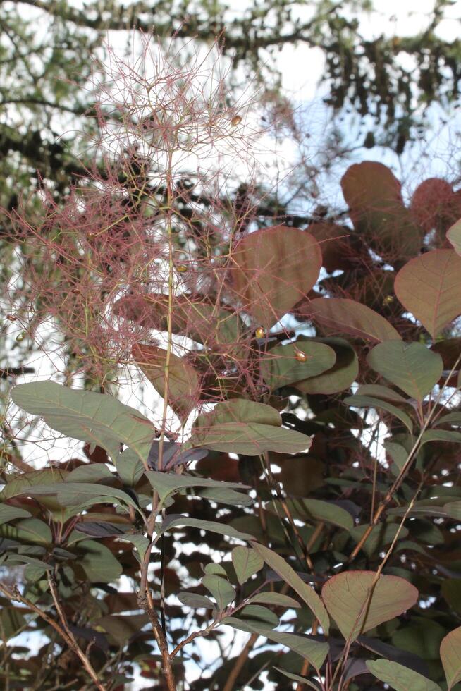 photo of a plant