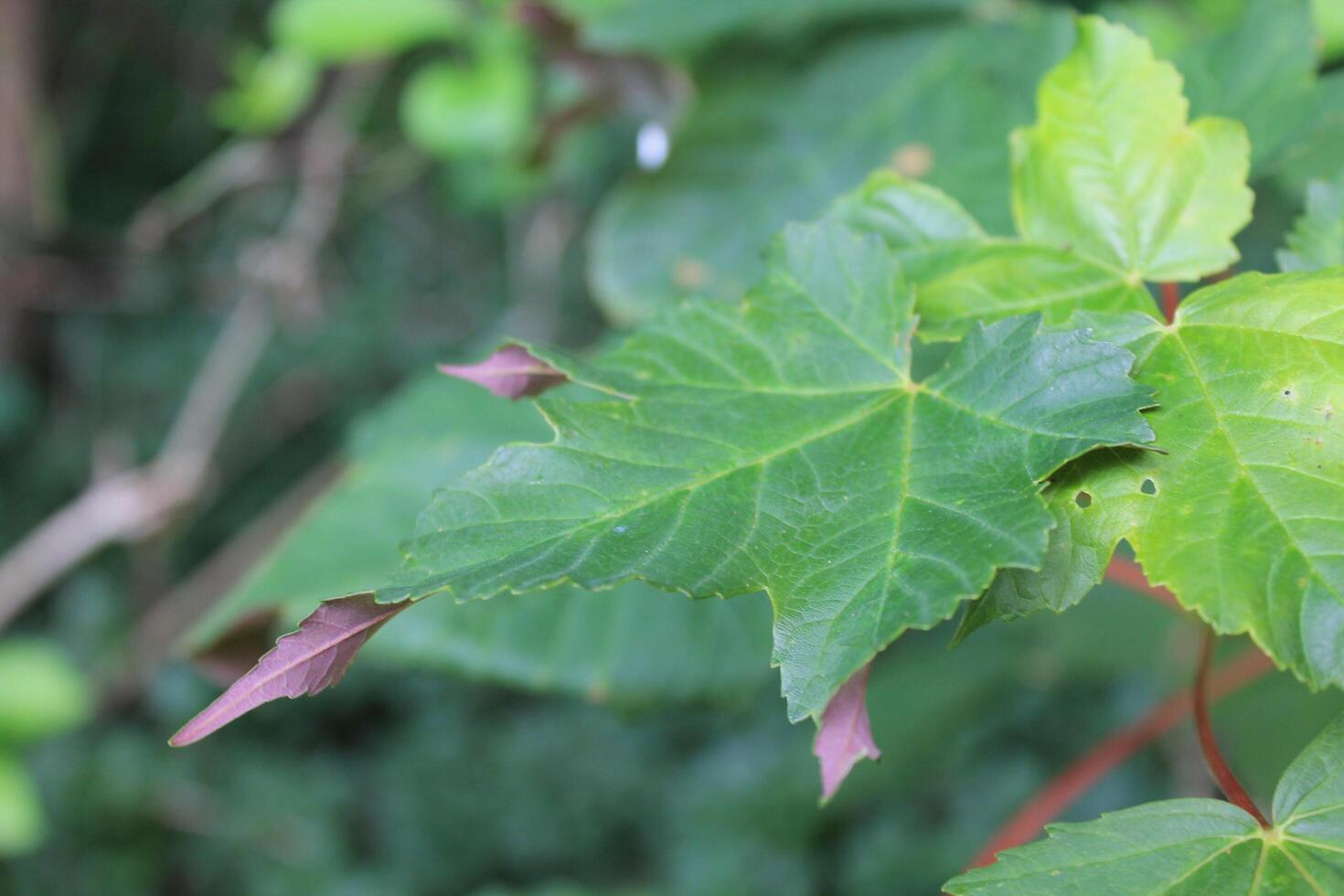 photo of spring plants