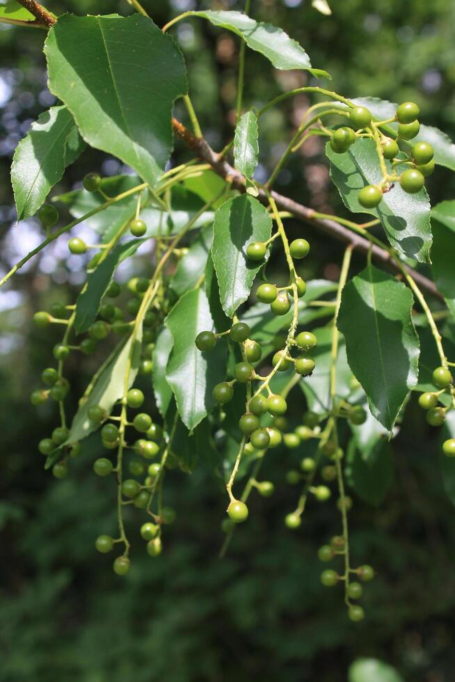 photo of spring plants