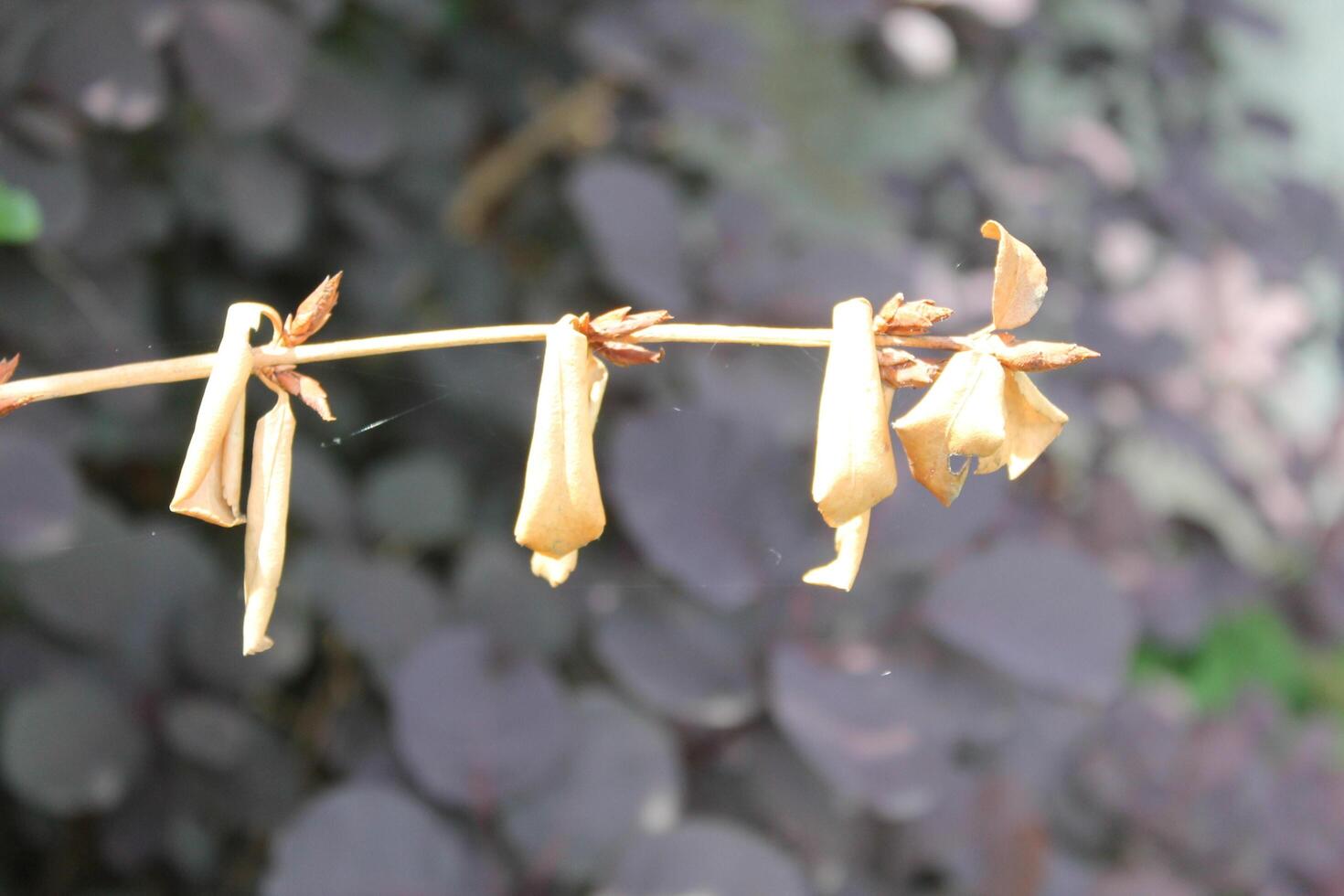 photo of a plant