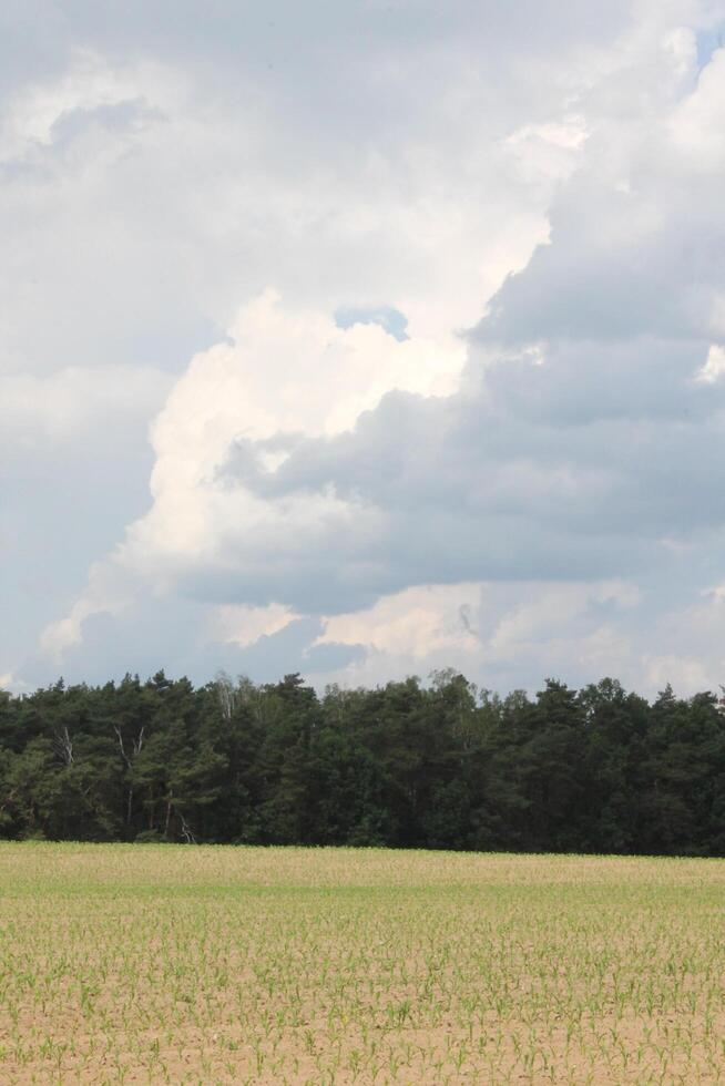 nature background theme photo