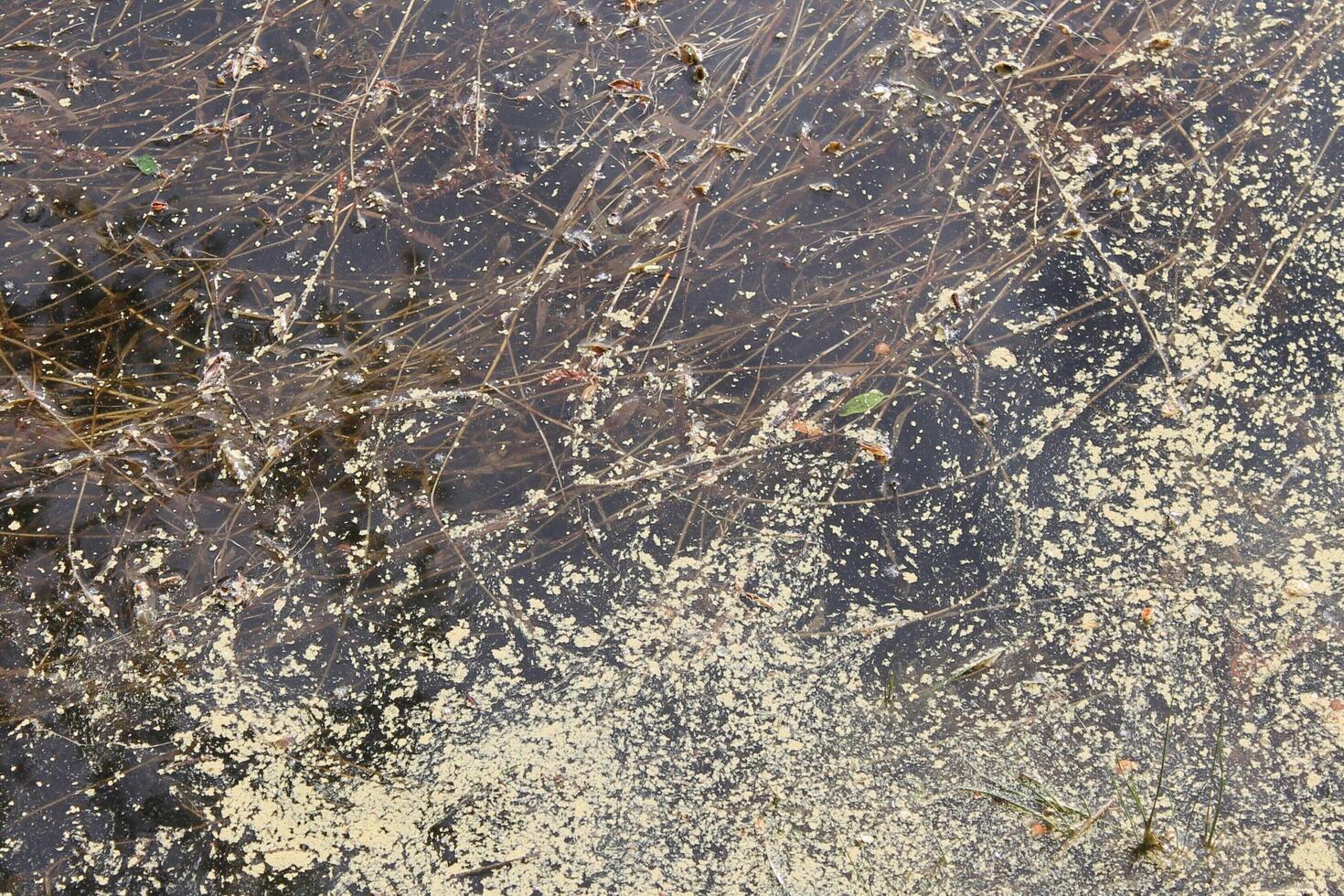 photo of a water theme