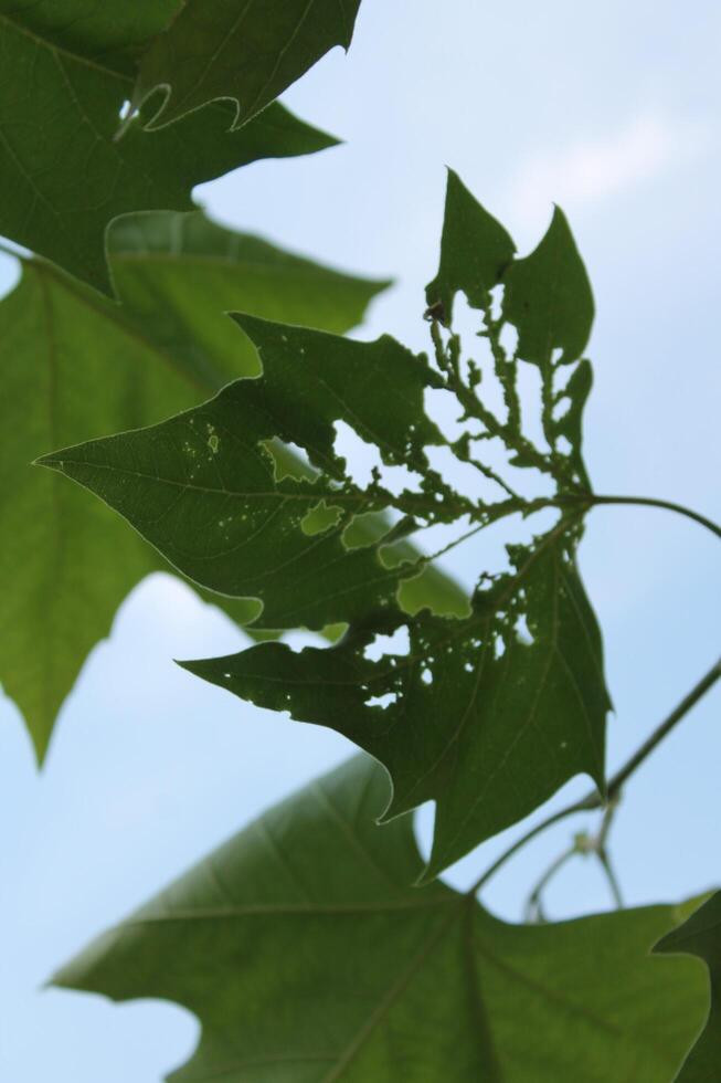 photo of spring plants