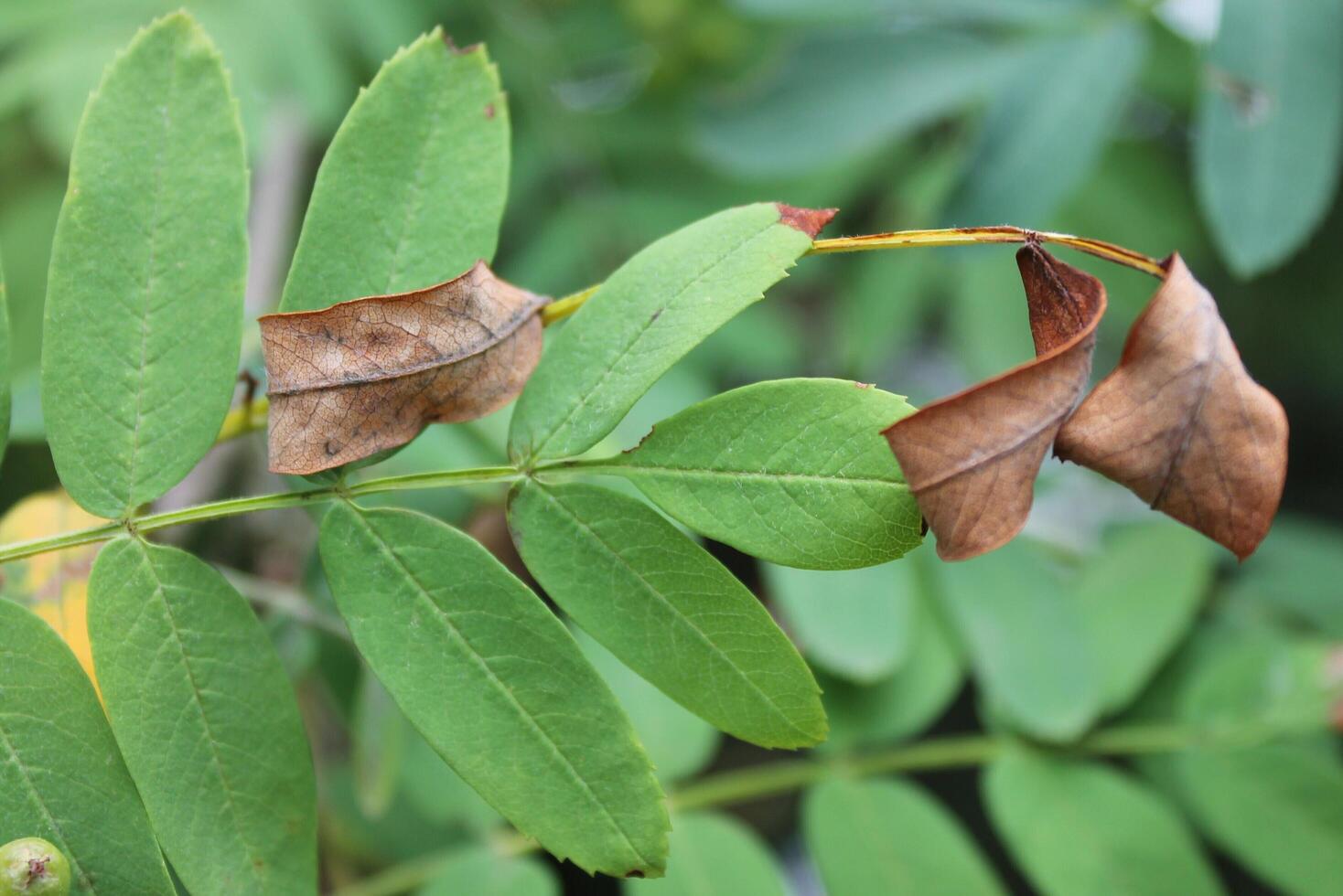 photo of a plant