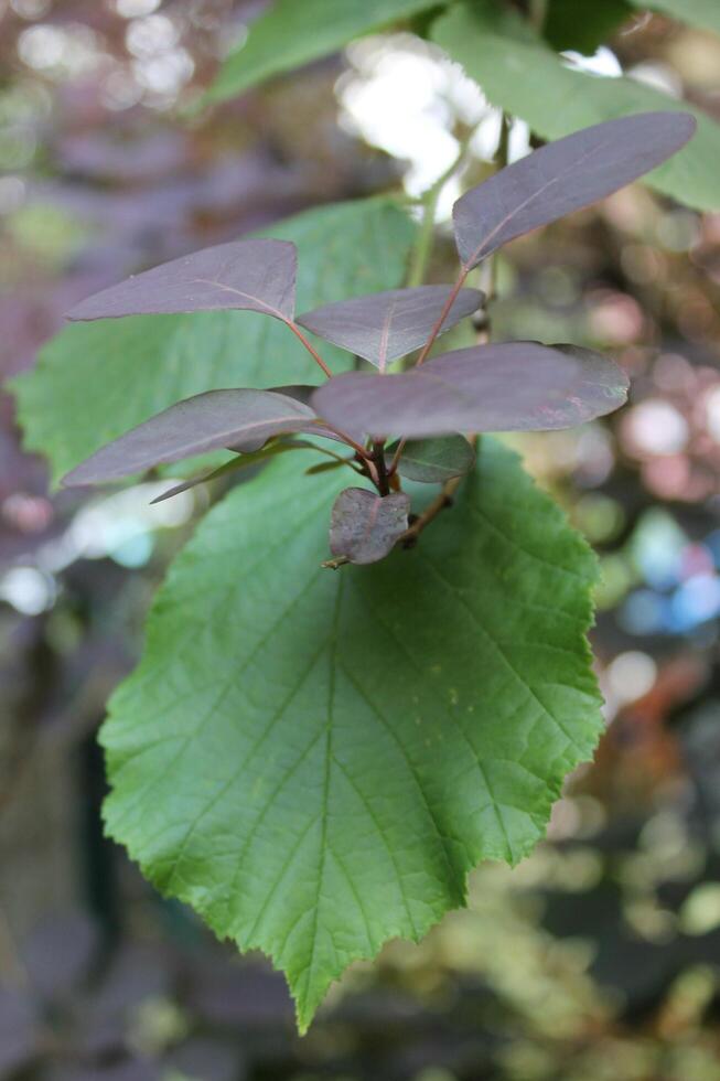 photo of a plant