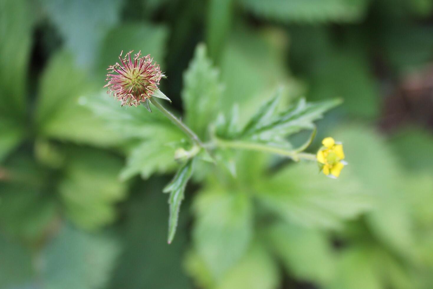 nature background theme photo